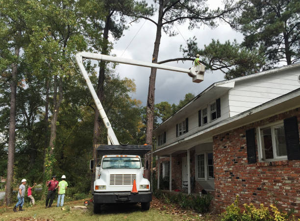 How Our Tree Care Process Works  in  Syracuse, NY